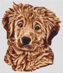 (image for) Wet - Golden Retriever Puppy